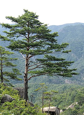 Japansche rôo pyne (Pinus densiflora), Nôord-Korea