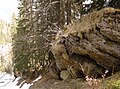 Überstehender Plattenrand in Südflanke. In den Mulden zwischen den Platten (im Bild links) sprießt häufig üppige Vegetation.