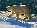 Polar Bear at Cape Churchill (Wapusk-Nationalpark, Manitoba, Canada)