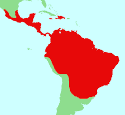 Distribución de Nyctibiidae