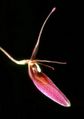 Restrepia brachypus