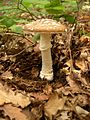 Margoji musmirė (Amanita pantherina)