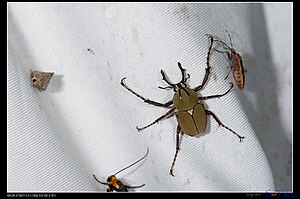 Dicronocephalus bourgoini