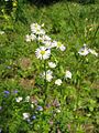 Erigeron annuus