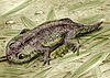 Restoration of Gerobatrachus