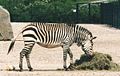 Zebra de les muntanyes