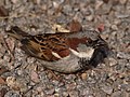 Male house sparrow