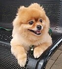 Anjing Pomerania berwarna krim