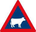 Cattle