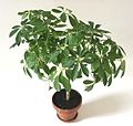 Schefflera arboricola