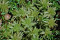 Sphagnum palustre