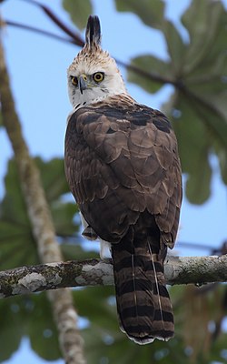 Imachen d'un eixemplar chovenil de Spizaetus ornatus