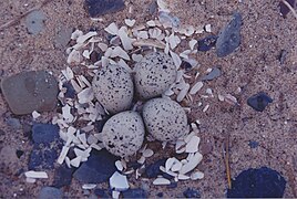 Nest of the piping plover[20][22] on a beach of Île de la Grande-Entrée