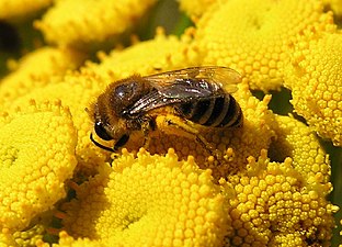 De inre blommorna är fem-flikiga, de yttre tre-flikiga Biet är en Colletes daviesanus