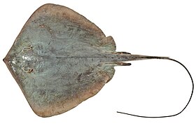 Dasyatis fluviorum