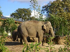 Elephants habitat