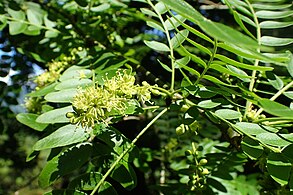 黄緑色の花をつける。