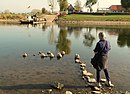 Die Holzpfähle der Brücke bei extremem Niedrigwasser, Oktober 2018