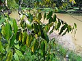 Maingaya malayana leaves