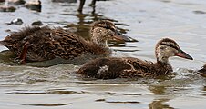 Older ducklings