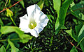 Calystegia sepium