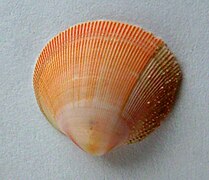 Pratulum pulchellum