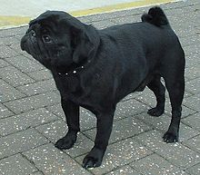 Pug black 600.jpg