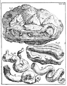 Černobílá ilustrace ze staré knihy, kde jsou zachyceny různé fosilní útvary, v dolní polovině zejména rourky fosilních kroužkovců, v horní polovině oválný kámen a v něm zřetelně zachovalý fragment čelisti se třemi velkými trojúhelníkovitými pilovitými zuby.