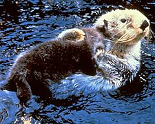 Une loutre de mer