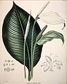 Spathiphyllum commutatum