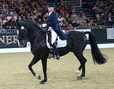 Cheval de dressage sur une reprise.