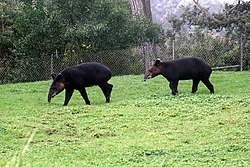 Тапір гірський, (Tapirus pinchaque)