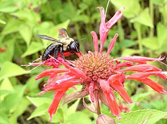 Xylocopa virginica robando néctar de Monarda. Pensilvania Sureste.