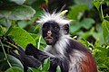 The Red Colobus of Zanzibar (Procolobus kirkii), taken at Jozani Forest, Zanzibar, Tanzania.