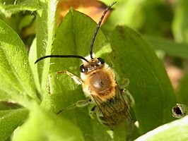 Eucera spurcatipes