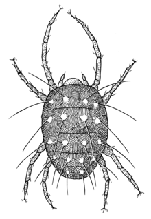 Panonychus ulmi, the European red mite.