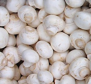 White Agaricus bisporus