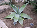 Agave guiengola 翠玉龍