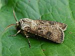 Agrotis clavis – seitlich