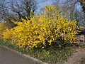 Forsythien