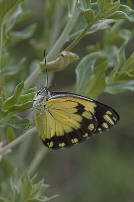 Belenois creona