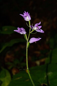 Inflorescence de céphalanthère rouge, organisée en épi simple. (définition réelle 3 039 × 4 558)