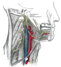 Thumbnail for Hypoglossal nerve