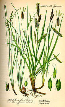 Carex gynomane