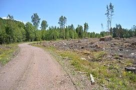 La route royale à Hamina