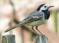 Bergeronnette grise, Motacilla alba alba