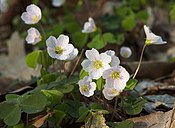 Ett blommande bestånd av harsyra