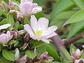 Pereskia grandifolia