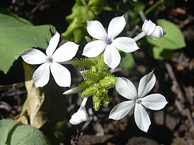 Plumbago zeylanica