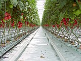 Tomato berbuah menggunakan media bulu mineral.